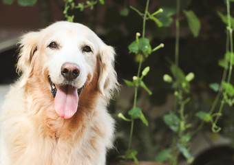 Happy and healthy Golden retreiver dog sitting in the garden smiling with her tongue out to the camera.