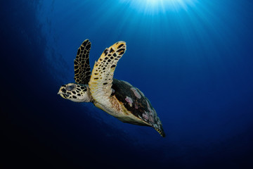 Hawksbill turtle