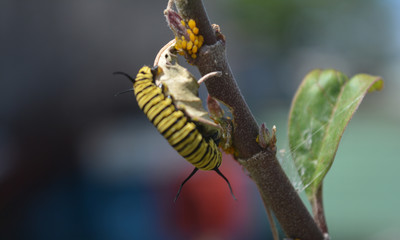 oruga posada en flor de asclepia 3