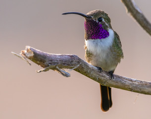 hummingbird © javier