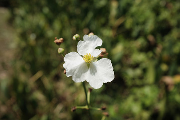 white flower in garden