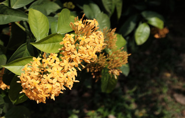 yellow flowers