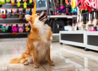dog near different variation of goods for animals