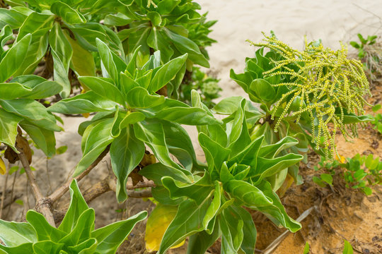 Heliotropium foertherianum on beautiful landscapes of sea and beach background. 
