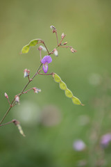 アレチヌスビトハギ