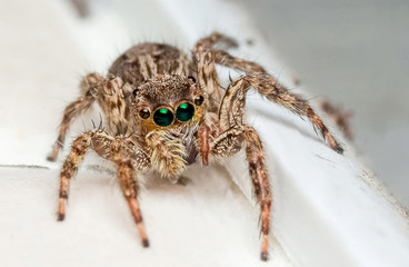 Jumping spider, jumping as far as cheetah speed