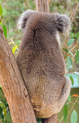 Please do not disturb, I need to sleep up to 18 hours a day to save energy - Healesville, Victoria, Australia