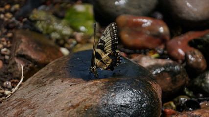 Butterfly in the garden
