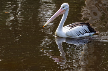 The ever-elegant Aussie pelican swimming in a pond - Healesville, Victoria, Australia