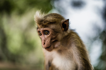Monkey in Sri Lanka