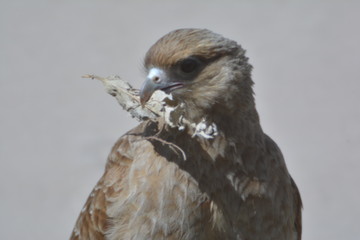 aguila recolectando para su nido