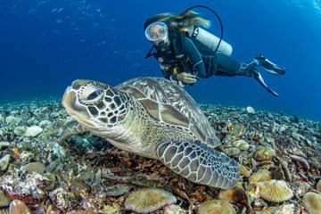 Girl and Turtle