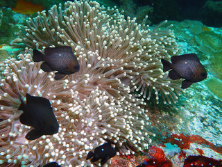 soft coral and Anemone fish