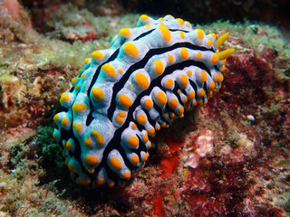 Nudibranch