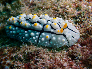 Varicose Nudibranch