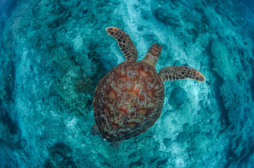 Green Turtle
