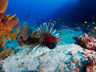 Common Lionfish