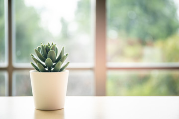 Small plastic cactus in a pod decorated on the table with blurred window and nature background, copy space.
