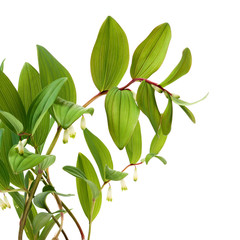 Polygonatum sibiricum on white background