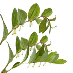 Polygonatum sibiricum on white background