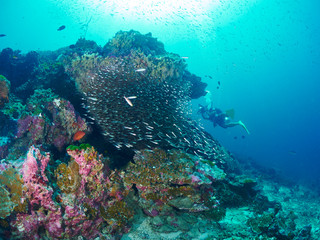 Ricefish / Glassfish