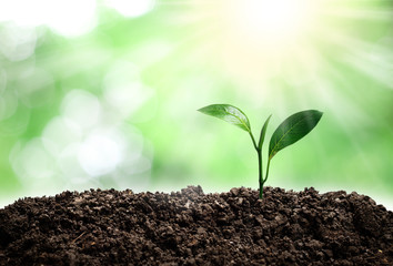 Small trees are growing in the light of the morning sun with natural green background. The concept of love the world.