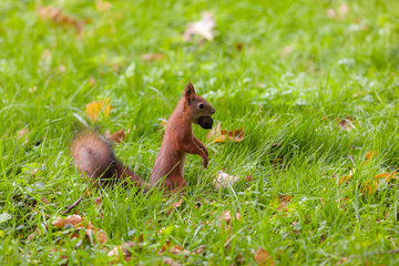 squirrel with a nut