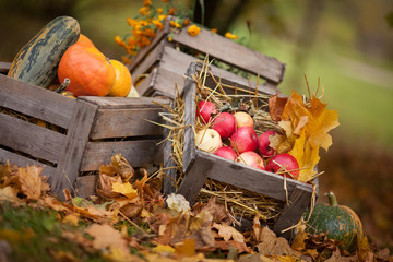 Autumn decor in the garden. Pumpkins, vegetable marrow  and red apples lying in wooden box on...