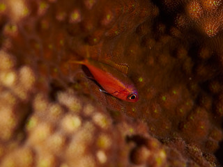 coral fish