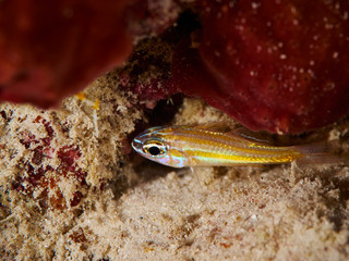 Yellow-striped Cardinalfish