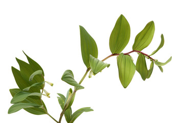 Polygonatum sibiricum on white background