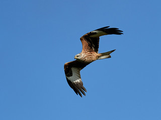 Red kite (Milvus milvus)