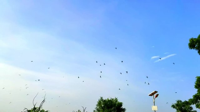 Pegeons flying slow motion video.