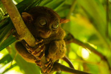 Tarsier in Bohol