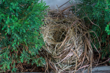 Bird's nest in a plant pot next to the house
