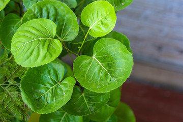 Beautiful green foliage plants for gardening in the house.