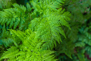 Naklejka na ściany i meble Beautiful fern leaf green leaves natural natural beauty