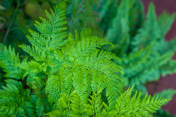 Beautiful fern leaf. Natural green leaves. Background is brown wood floor.