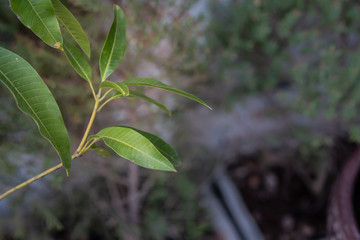 The leaves of the mango tree sprout on the green branches