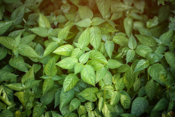 Beautiful green leaves natural leaves natural beauty