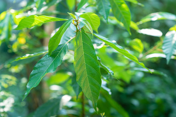 Beautiful green leaves natural leaves natural beauty