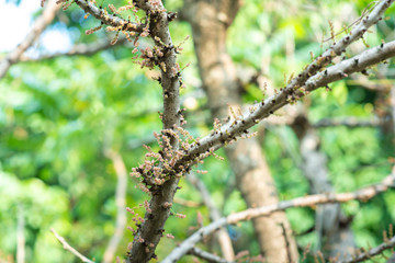 The leaves are sprouting on the branches