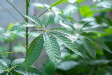 Beautiful green leaves natural leaves natural beauty
