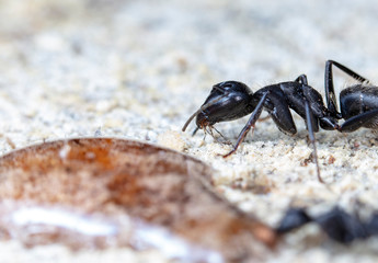 big red forest ant in natural habitat