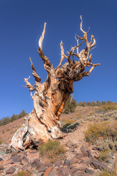 Bristlecone Pine Tree