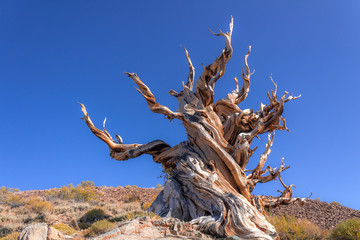Bristlecone Pine Tree