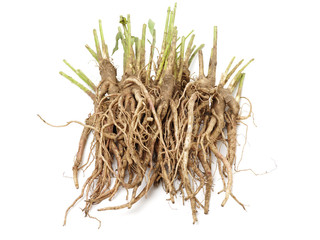 bellflower (Platycodon grandiflorus) isolated against a white background