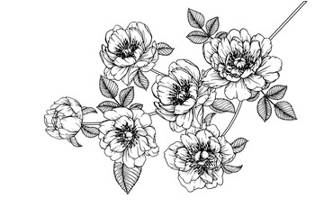 Sketch Floral Botany Collection. Peony Julia rose flower drawings. Black and white with line art on white backgrounds. Hand Drawn Botanical Illustrations.Vector.