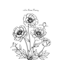 Sketch Floral Botany Collection. Peony Julia rose flower drawings. Black and white with line art on white backgrounds. Hand Drawn Botanical Illustrations.Vector.