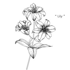 Sketch Floral Botany Collection. Lily flower drawings. Black and white with line art on white backgrounds. Hand Drawn Botanical Illustrations.Vector.